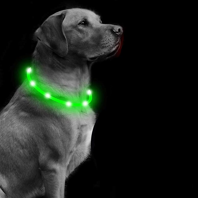 collier lumineux pour chiens