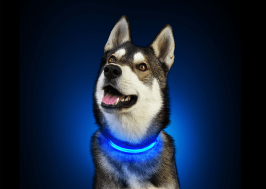 collier led chien