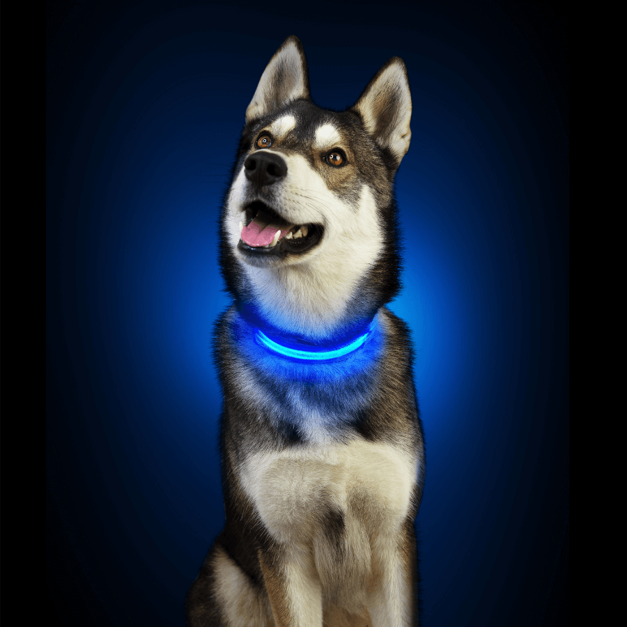 collier led chien