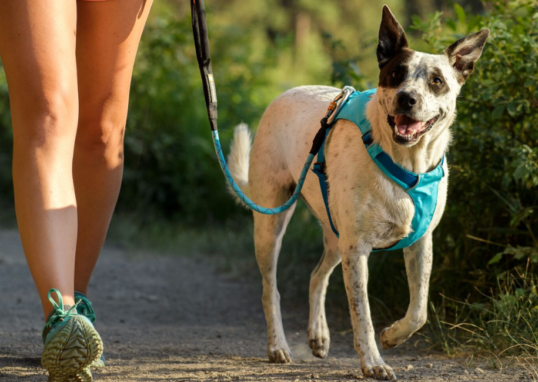 harnais pour chien