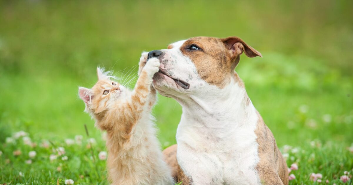 brosse anti poils chat chien