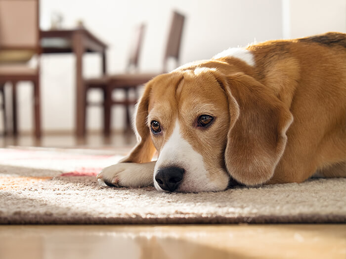 Apprendre la solitude à son chien