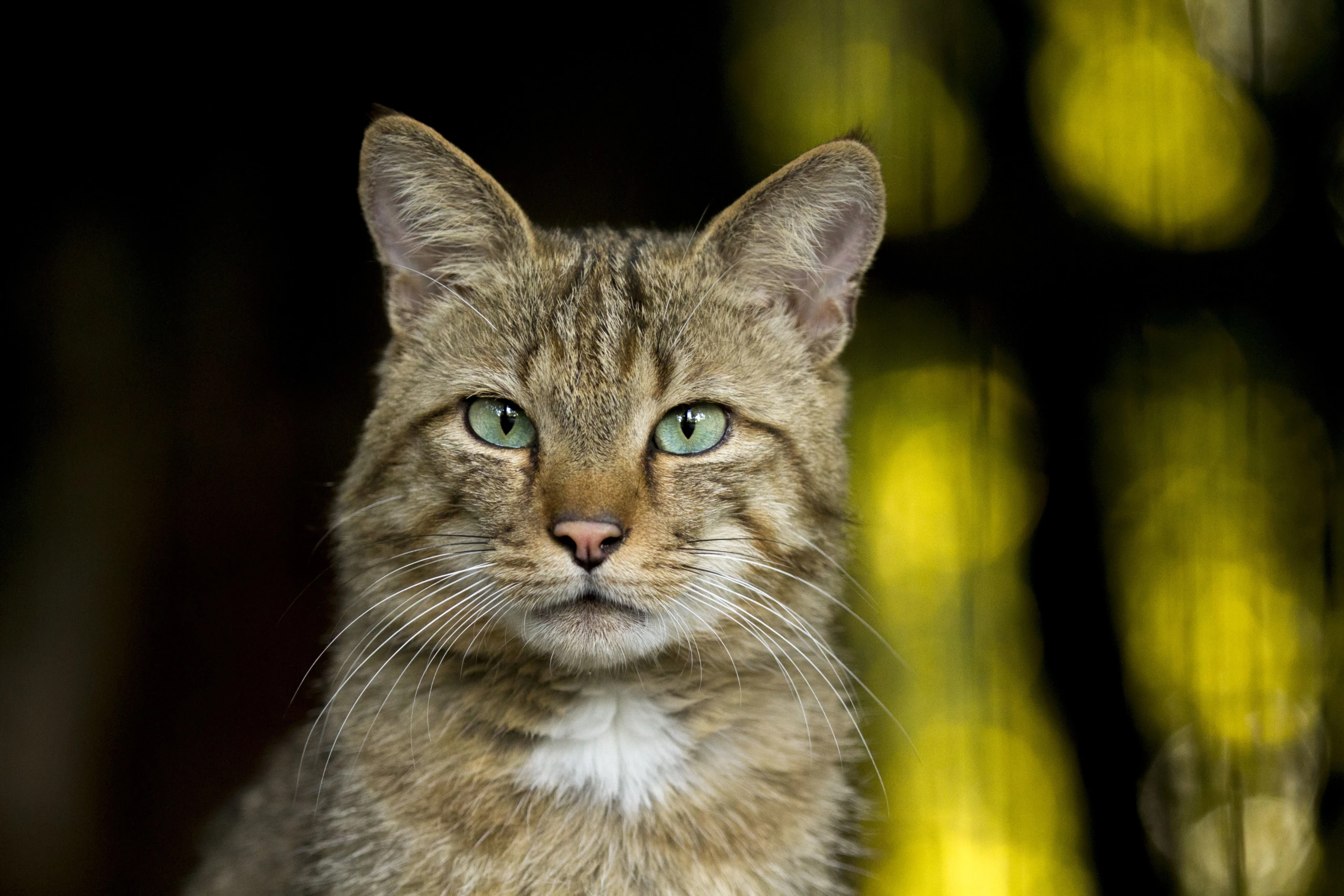 faire plaisir à son chat