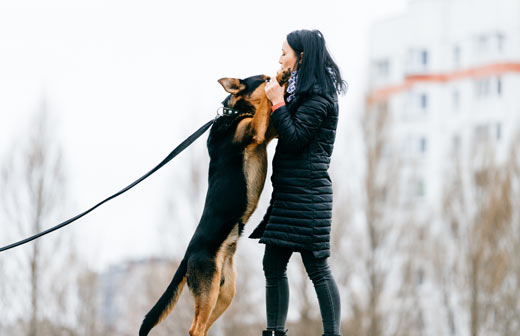 chien saute et aboie invités