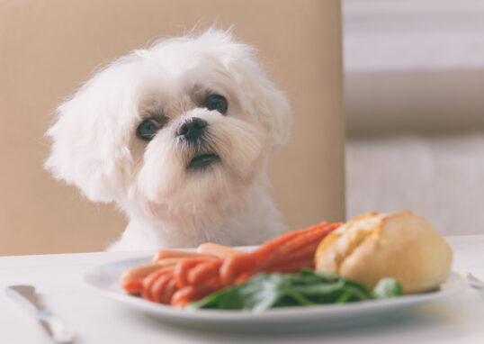 aliments à éviter pour chien