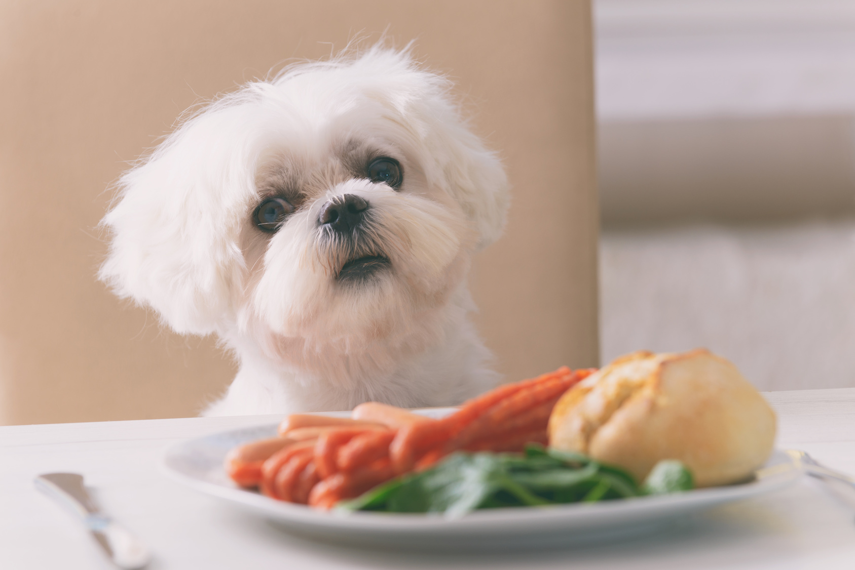 aliments à éviter pour chien