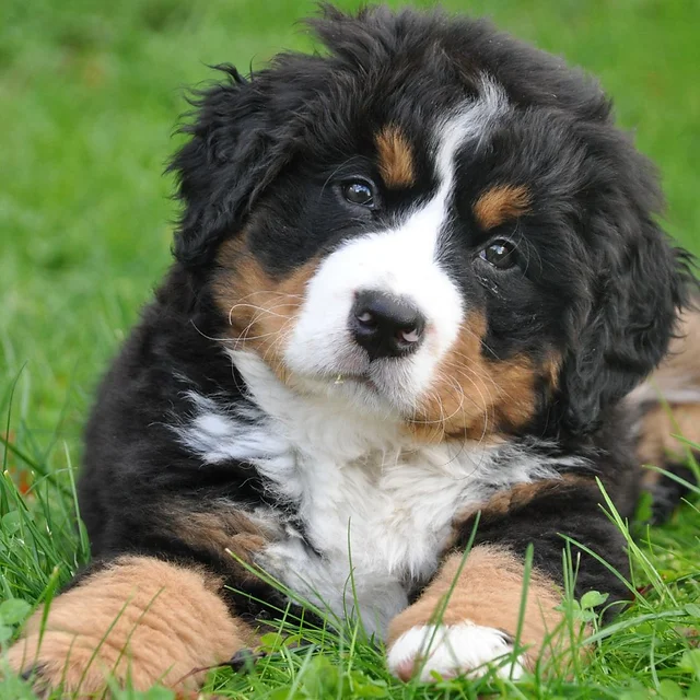 Aliments à Éviter pour Chien