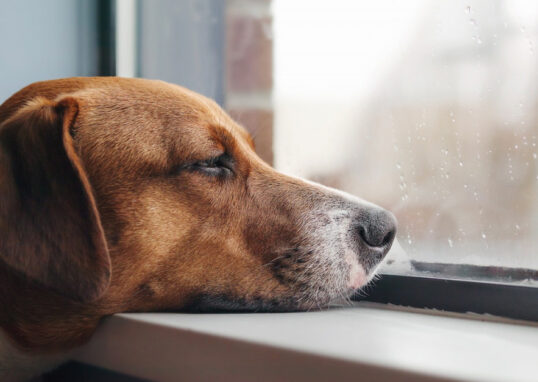 apprendre la solitude à son chien