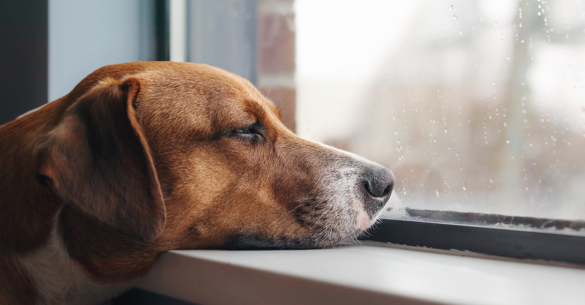 apprendre la solitude à son chien