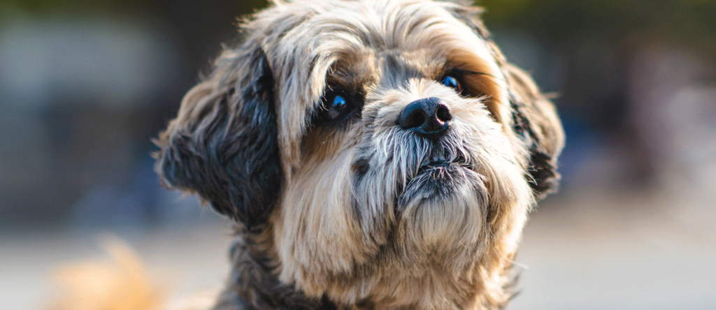 croquettes pour chiens agés