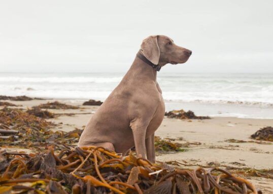 Poudre d'Algues Marines pour Chiens