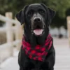 bandana pour chiens