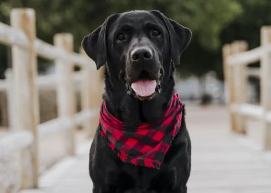 bandana pour chiens