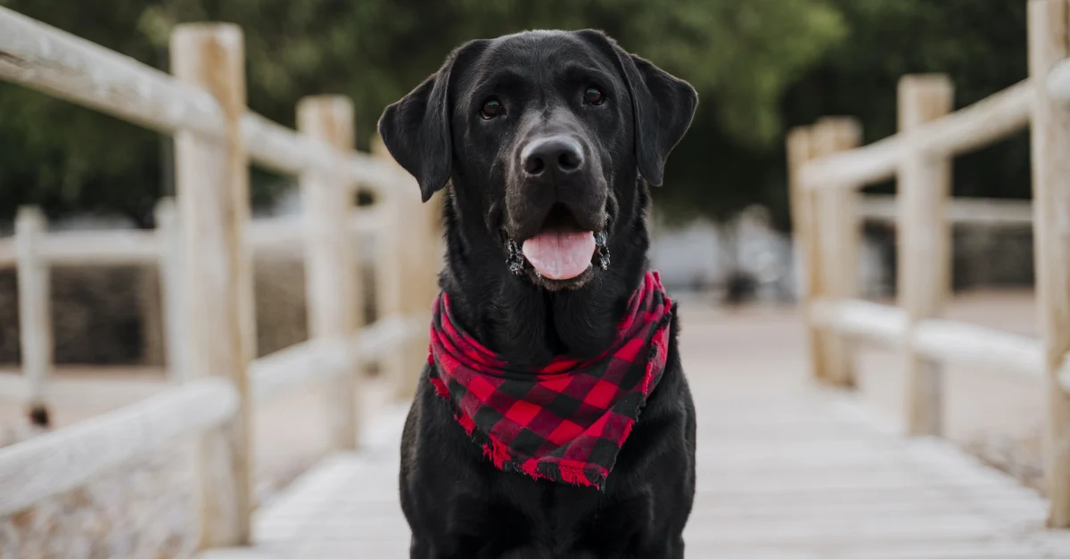 bandana pour chiens