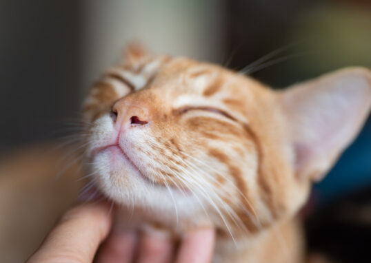 faire plaisir à son chat