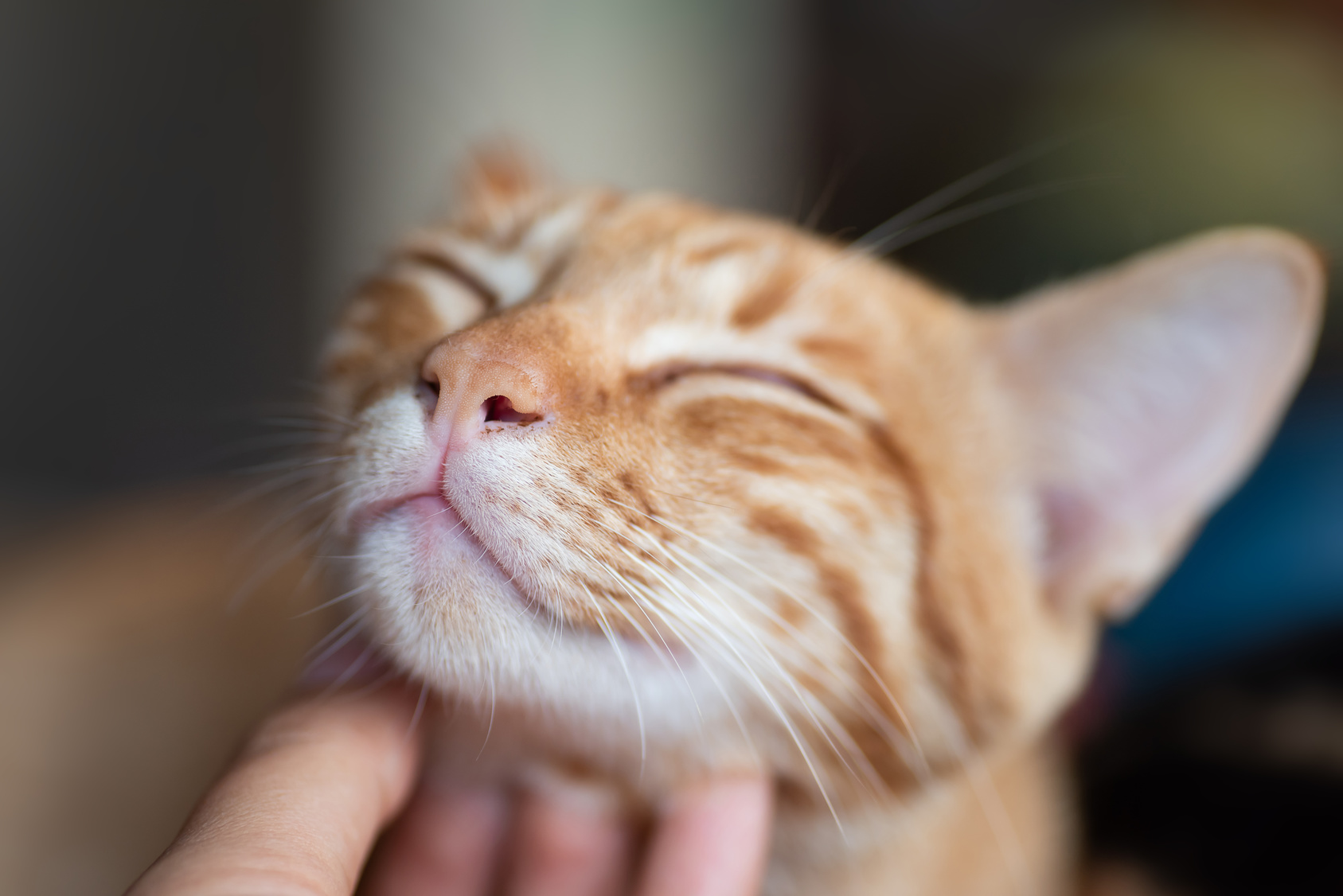 faire plaisir à son chat