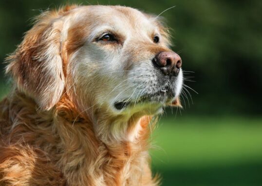 huile de krill pour chien