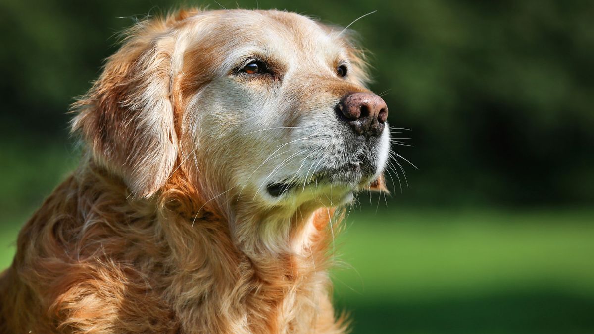 huile de krill pour chien