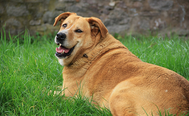 obésité du chien, chien obèse