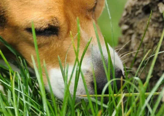 chien qui mange de la terre