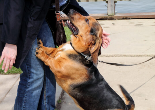 chien saute et aboie