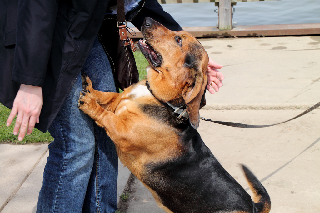 chien saute et aboie