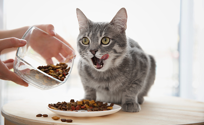 chat problème urinaire croquettes