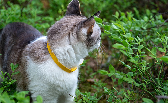 collier anti-puce pour chat