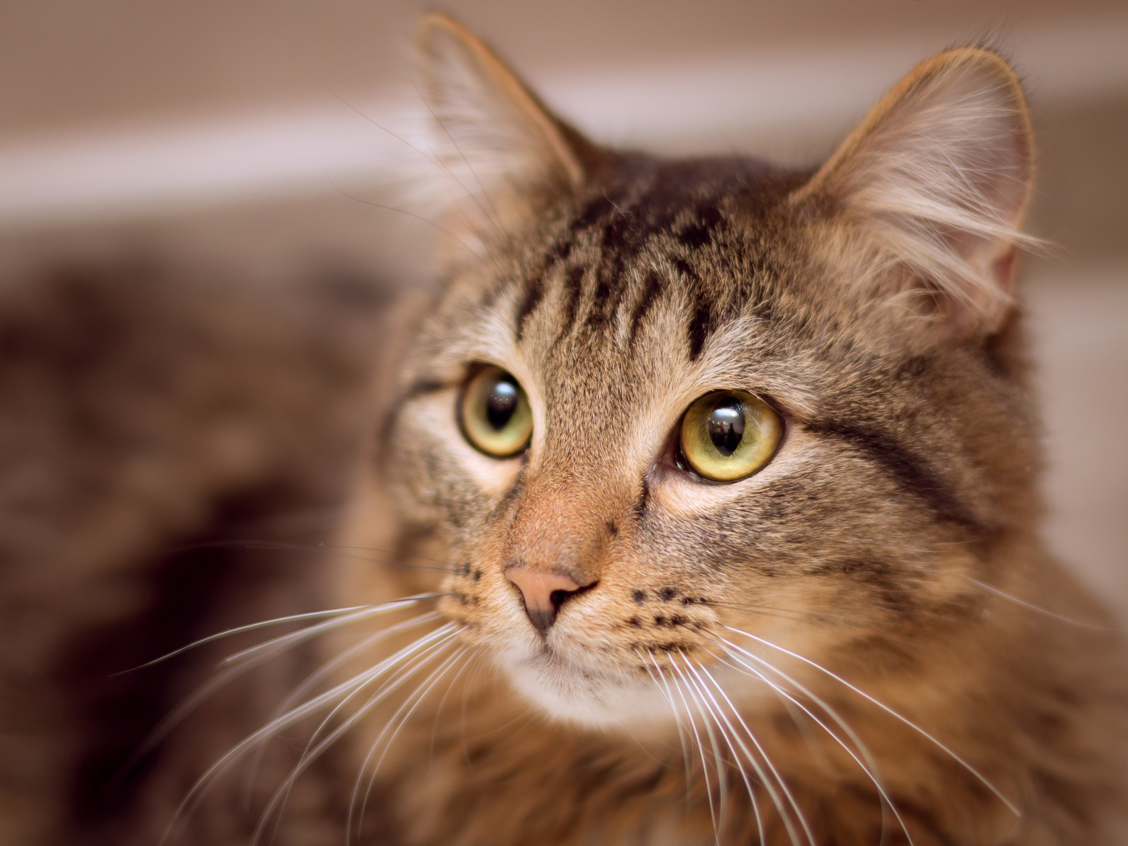 compléments alimentaires chat