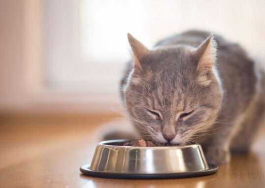 Croquettes pour Chats avec Problèmes Urinaires