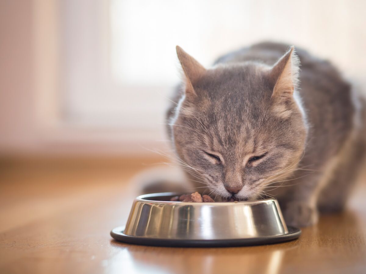 Croquettes pour Chats avec Problèmes Urinaires