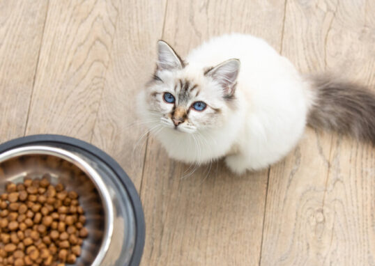 croquettes pour chat stérilisé