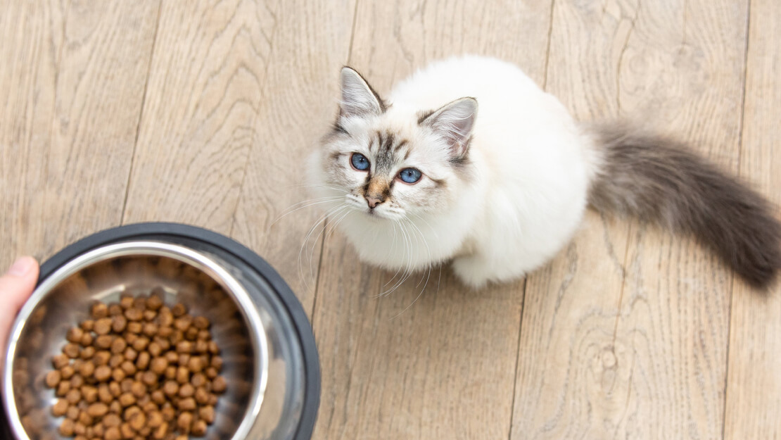 croquettes pour chat stérilisé