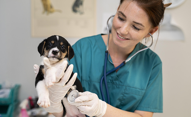 maladies les plus fréquentes chez le chien