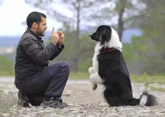 educateur pour chiens