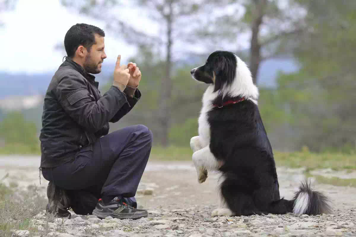 educateur pour chiens