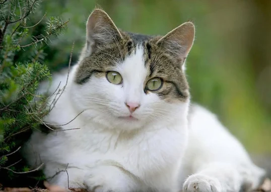 insuffisance rénale chez le chat