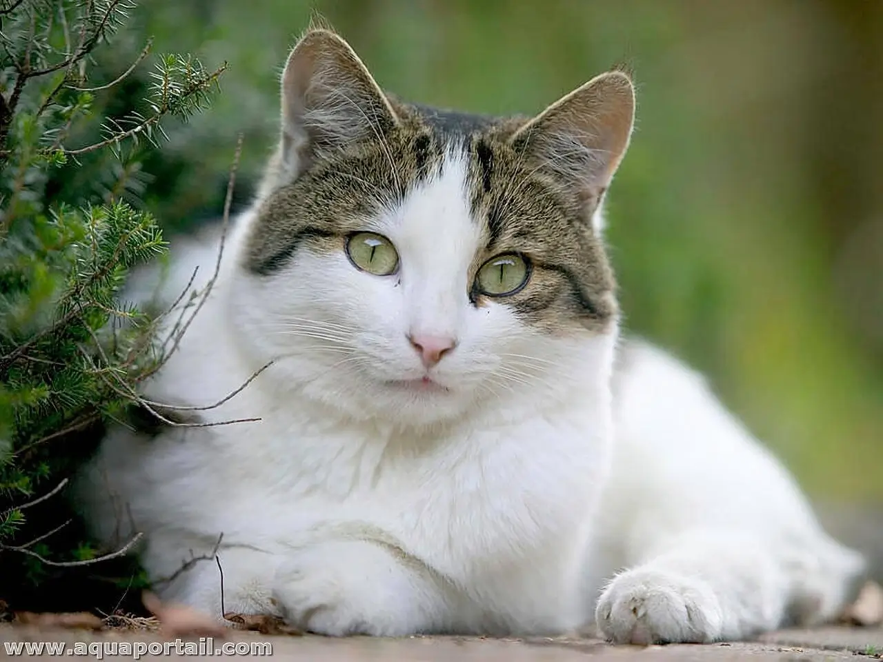 insuffisance rénale chez le chat