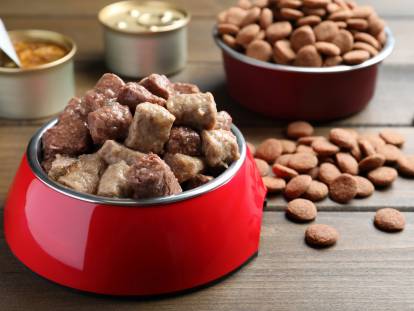 alimentation chien sportif