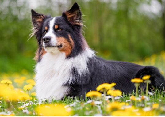 chien stérilisation