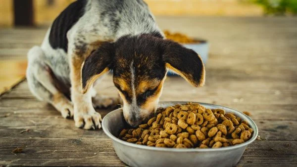 croquettes sans céréale pour chien