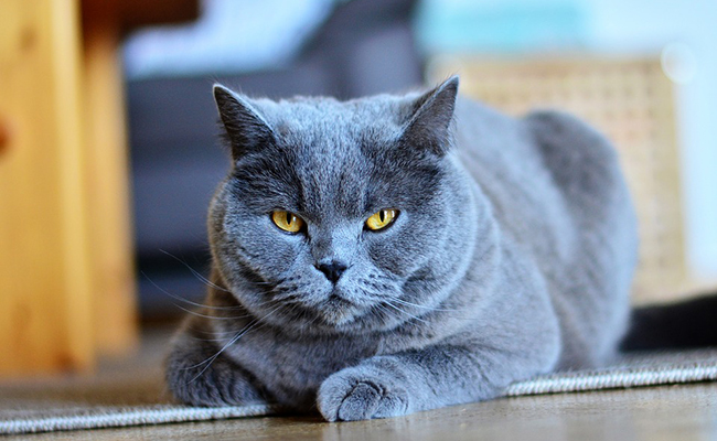 maladies les plus fréquentes chez le chat