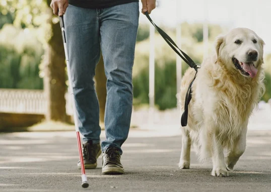 astuces promenade chien