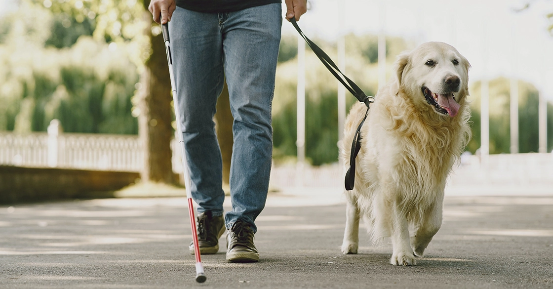 astuces promenade chien