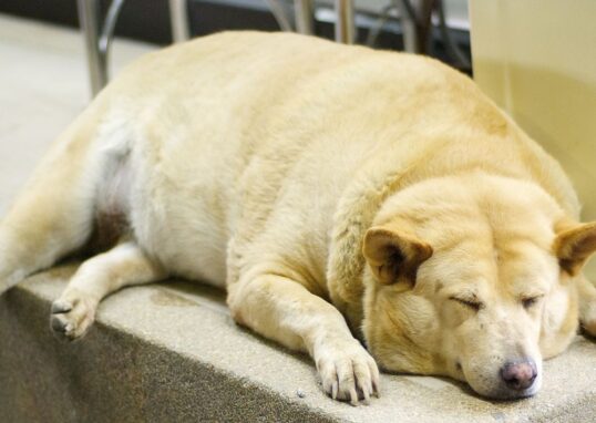 obésité du chien