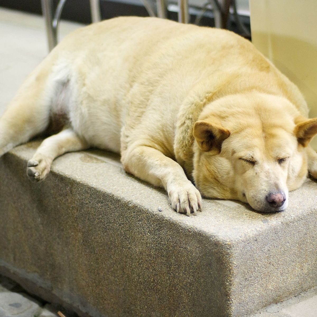 obésité du chien