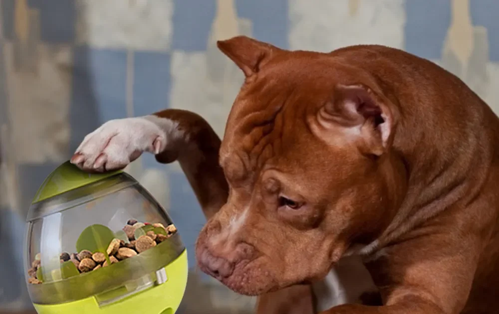 jeu chien santé