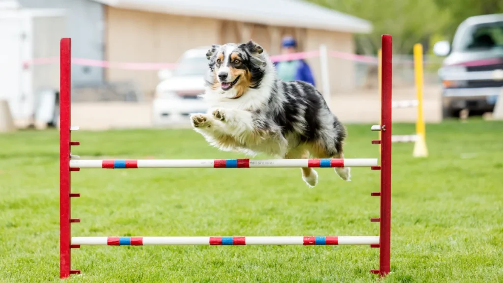 agility chien