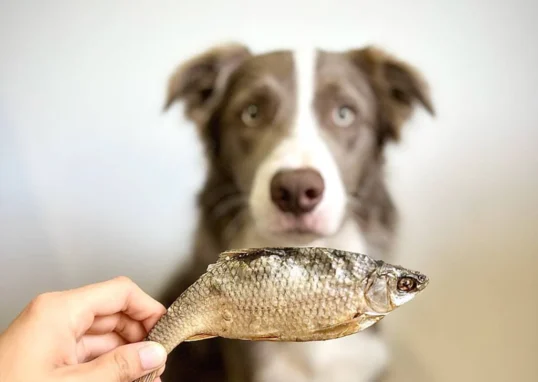 poissons séchés pour chien