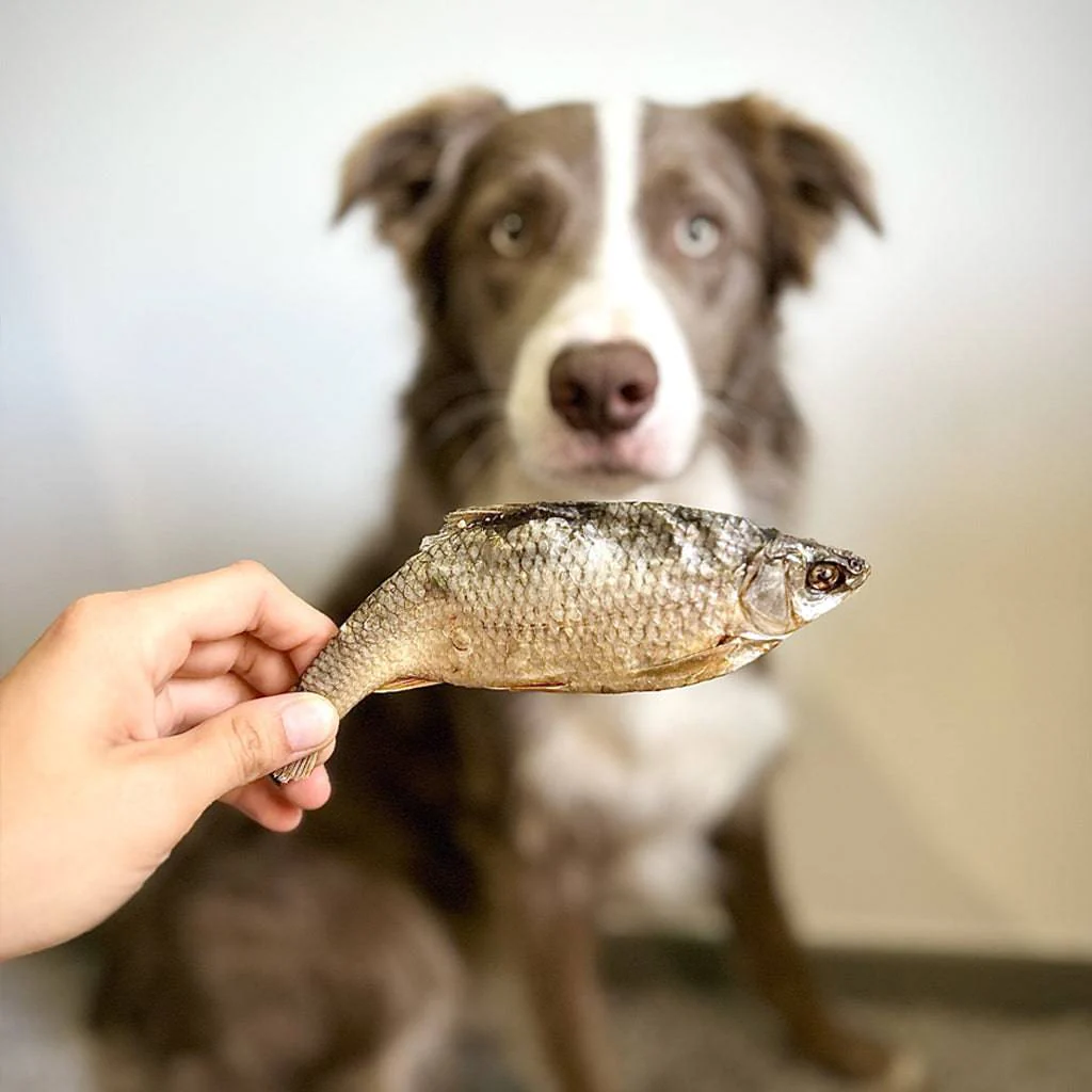 poissons séchés pour chien